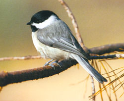 Carolina Chickadee